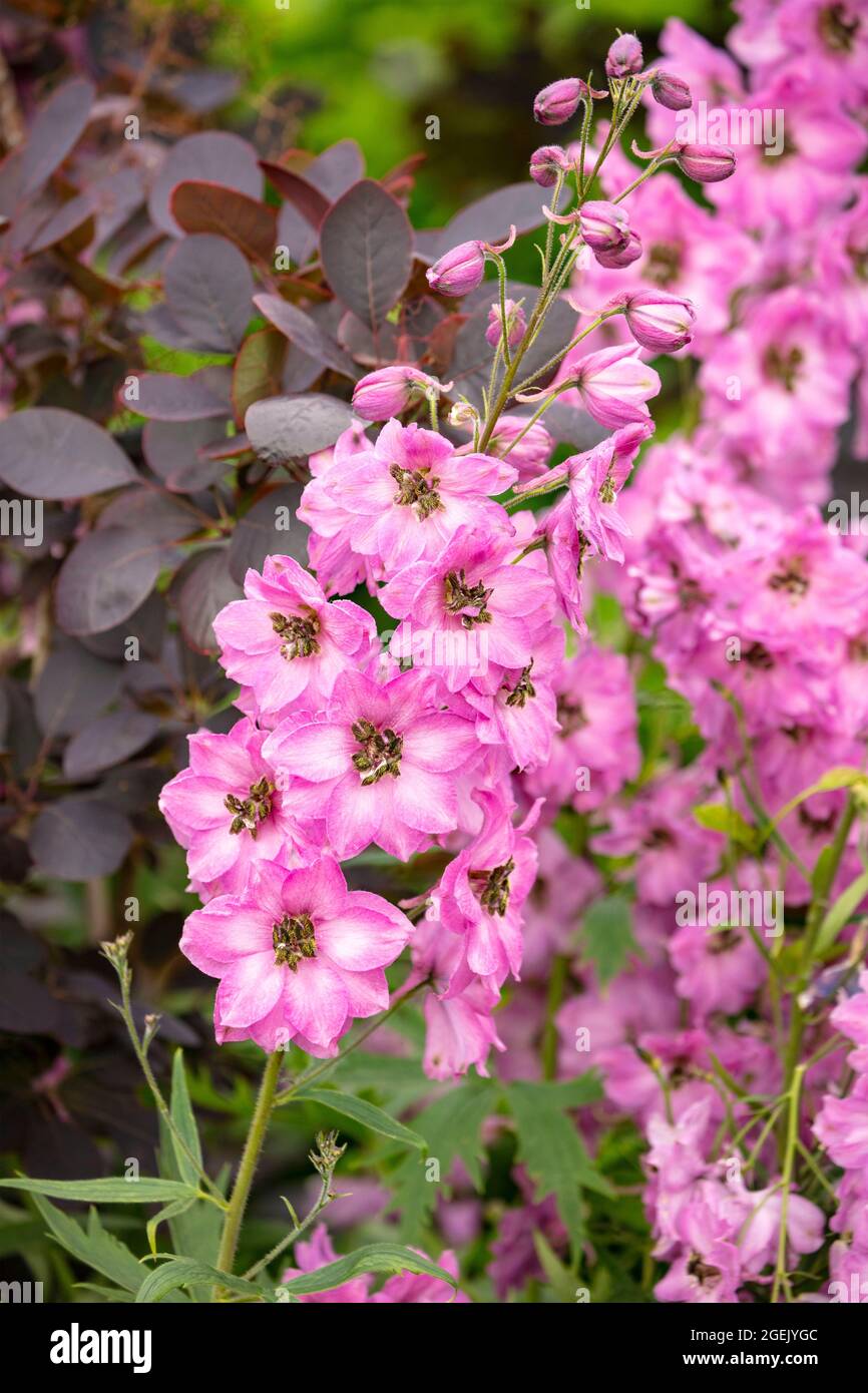 Regal Delphinium - Rosemary blocco fiore Spike in primo piano Foto Stock