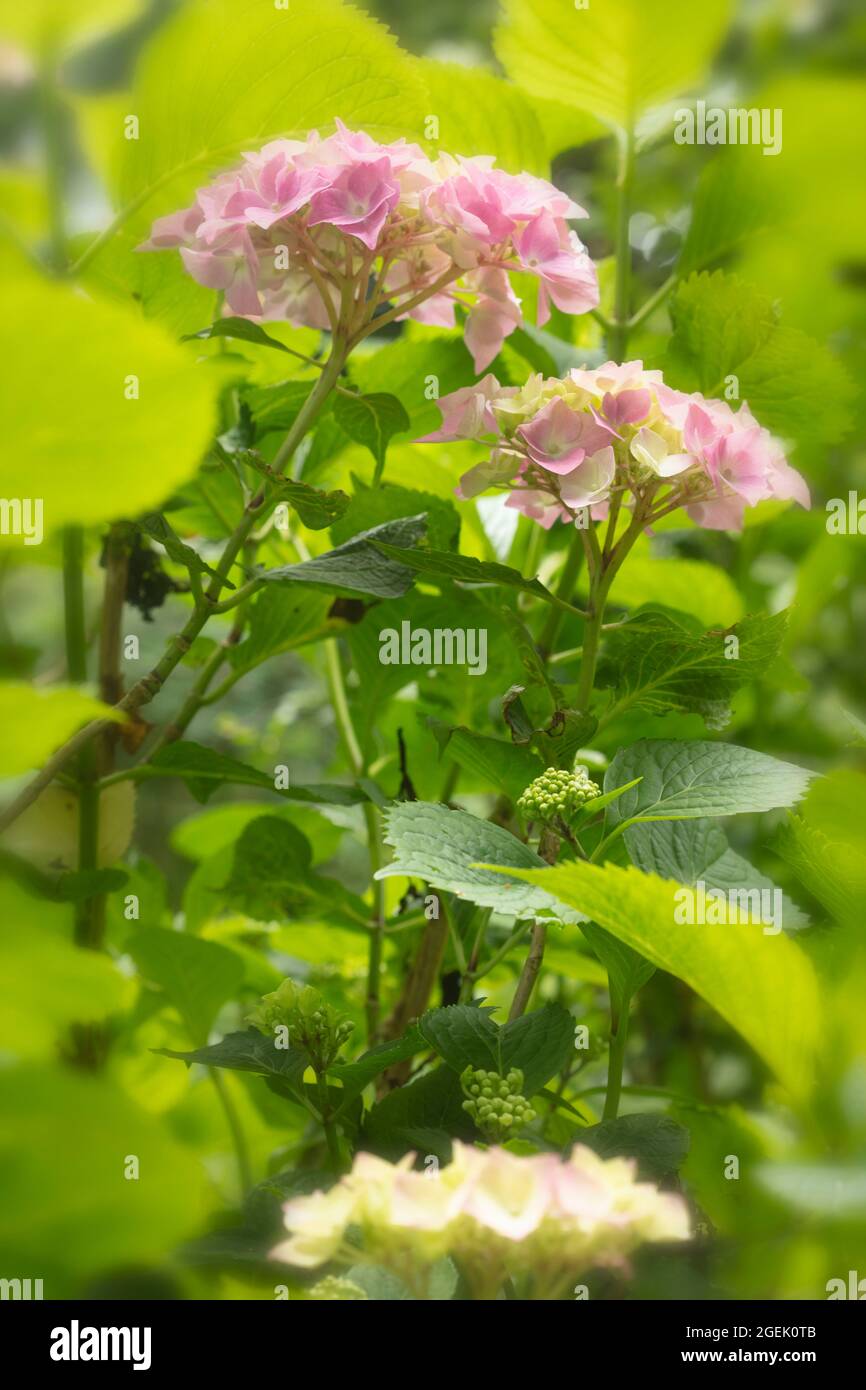 Maestoso Hydrangea macrophylla ‘masja’ fiori , naturale ritratto di piante in primo piano Foto Stock