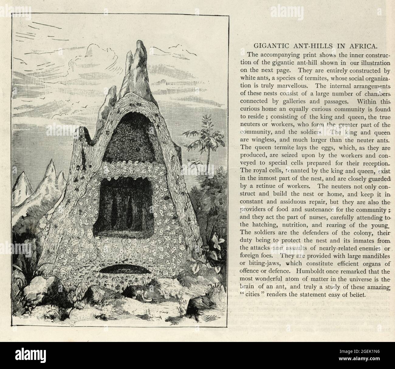 Vintage illustrazione gigante termite tumulo, (White formica collina), Africa, 19 ° secolo Foto Stock
