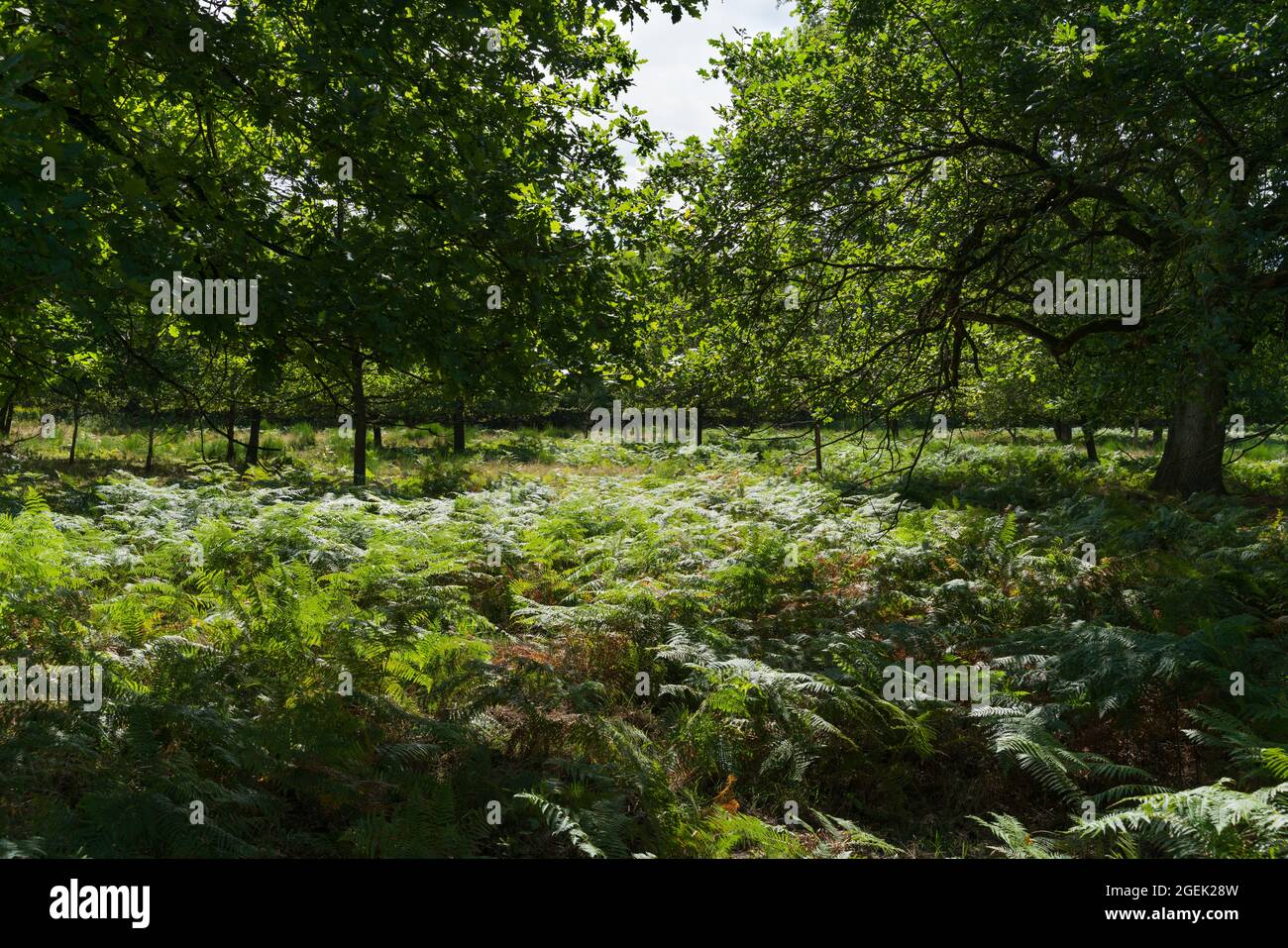 Una foresta leggera con il terreno coperto di felci. Foto Stock