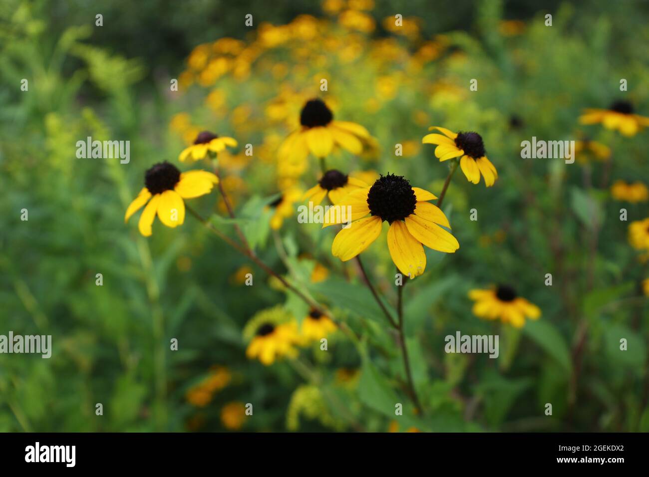 Susan (Rudbeckia Triloba) fiore grandangolare macro primo piano con fiori fuori fuoco su sfondo verde Foto Stock