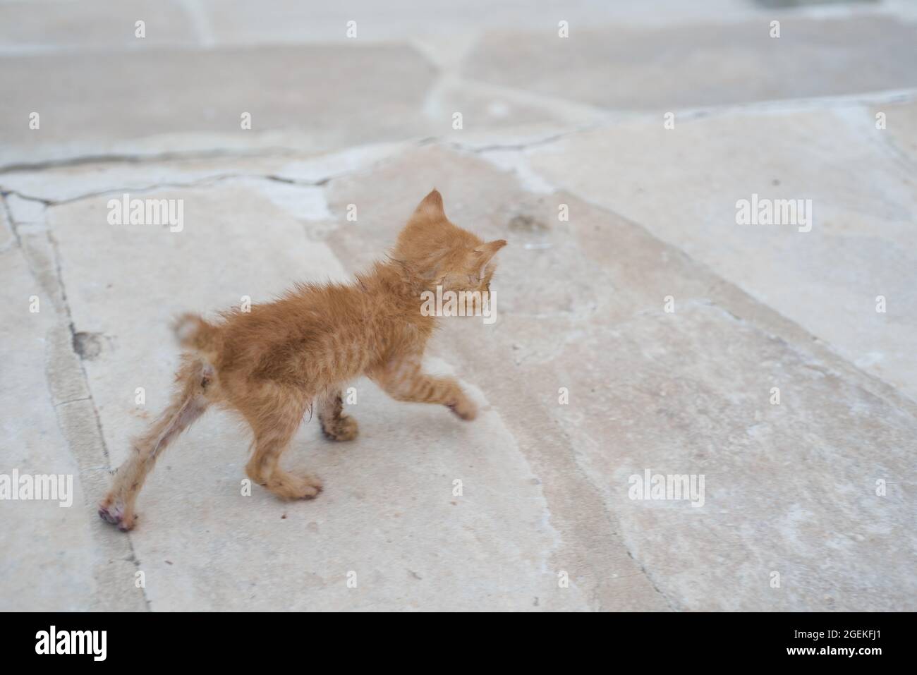 gattino malato cercando di camminare Foto Stock