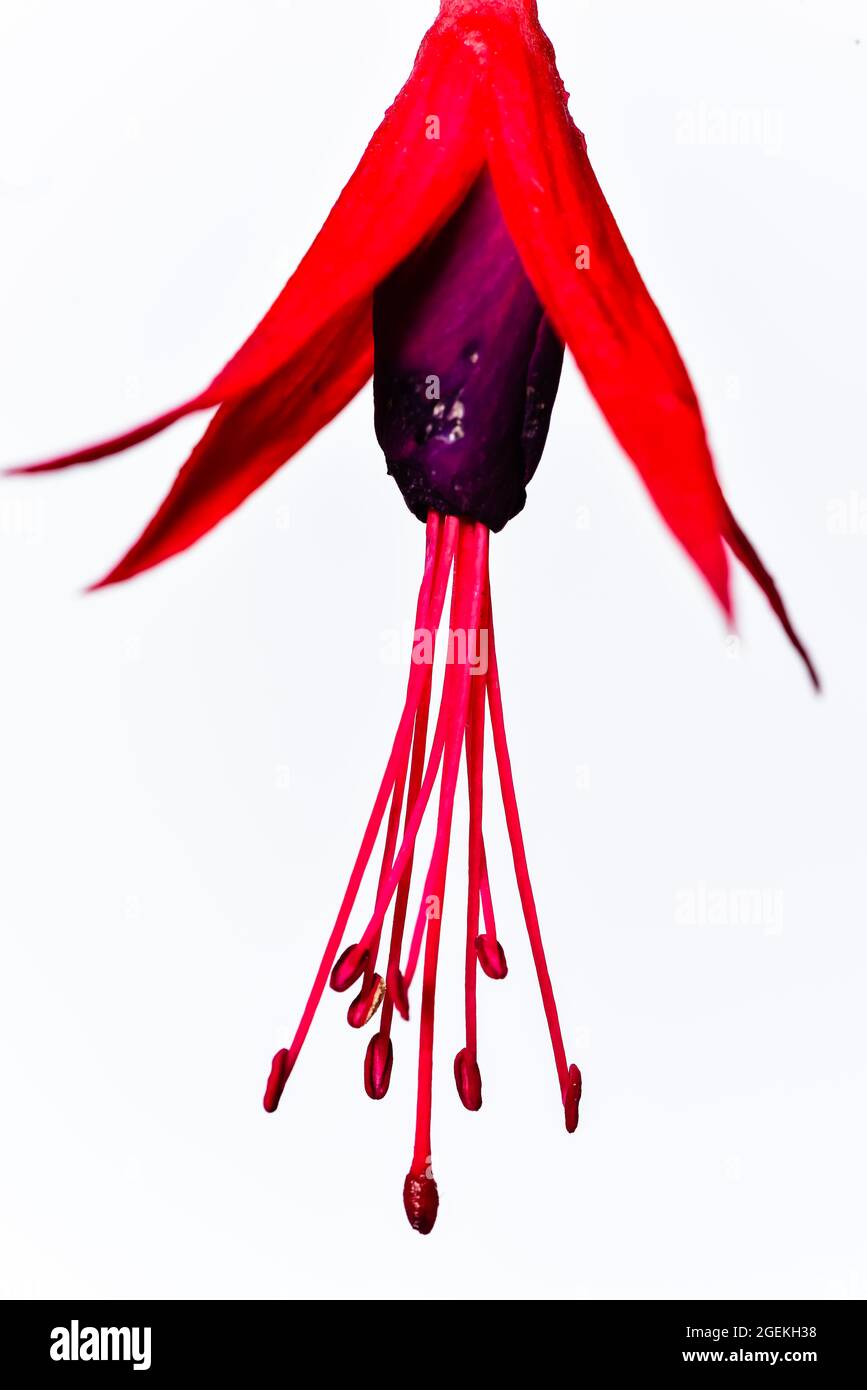 Fuchsia che cresce in un giardino privato. Foto Stock