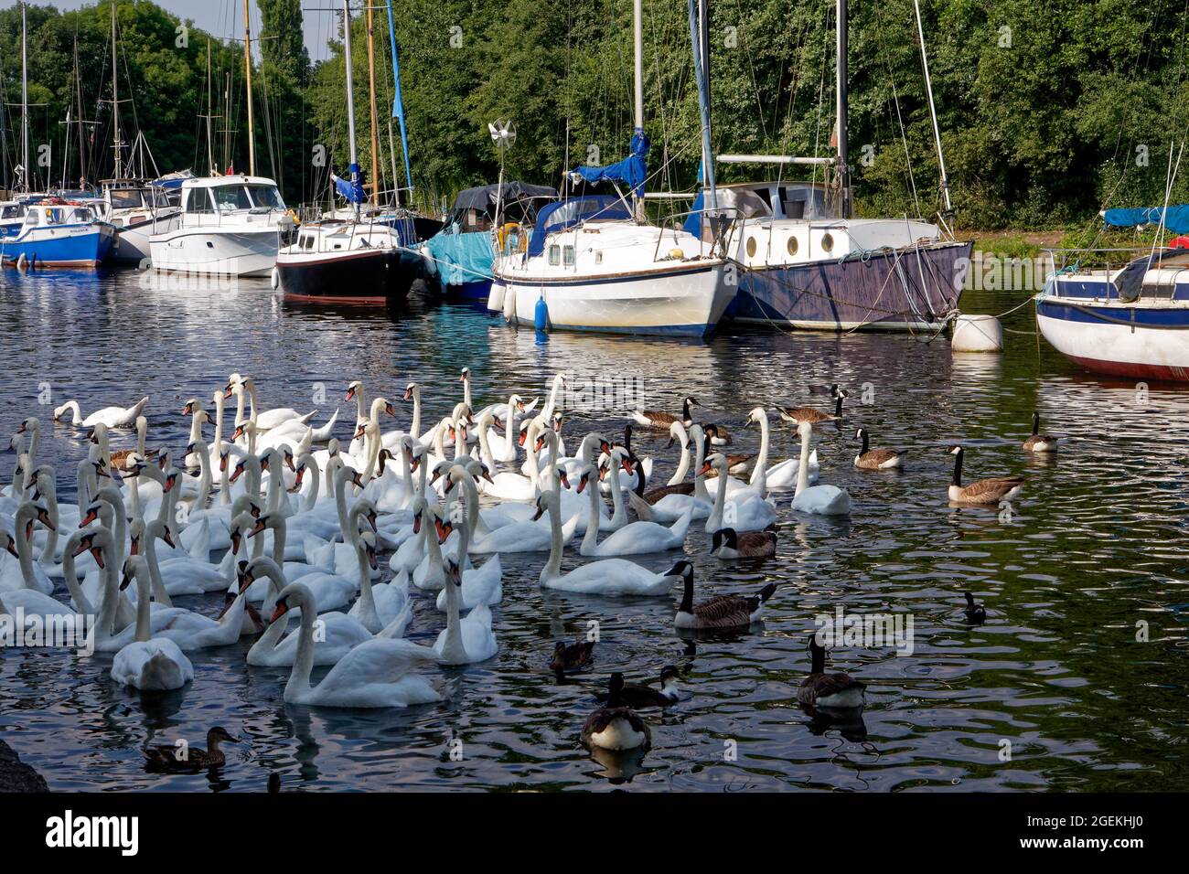 Cigni e oche al porticciolo sul canale di Sankey a Spike Island a Widnes Foto Stock