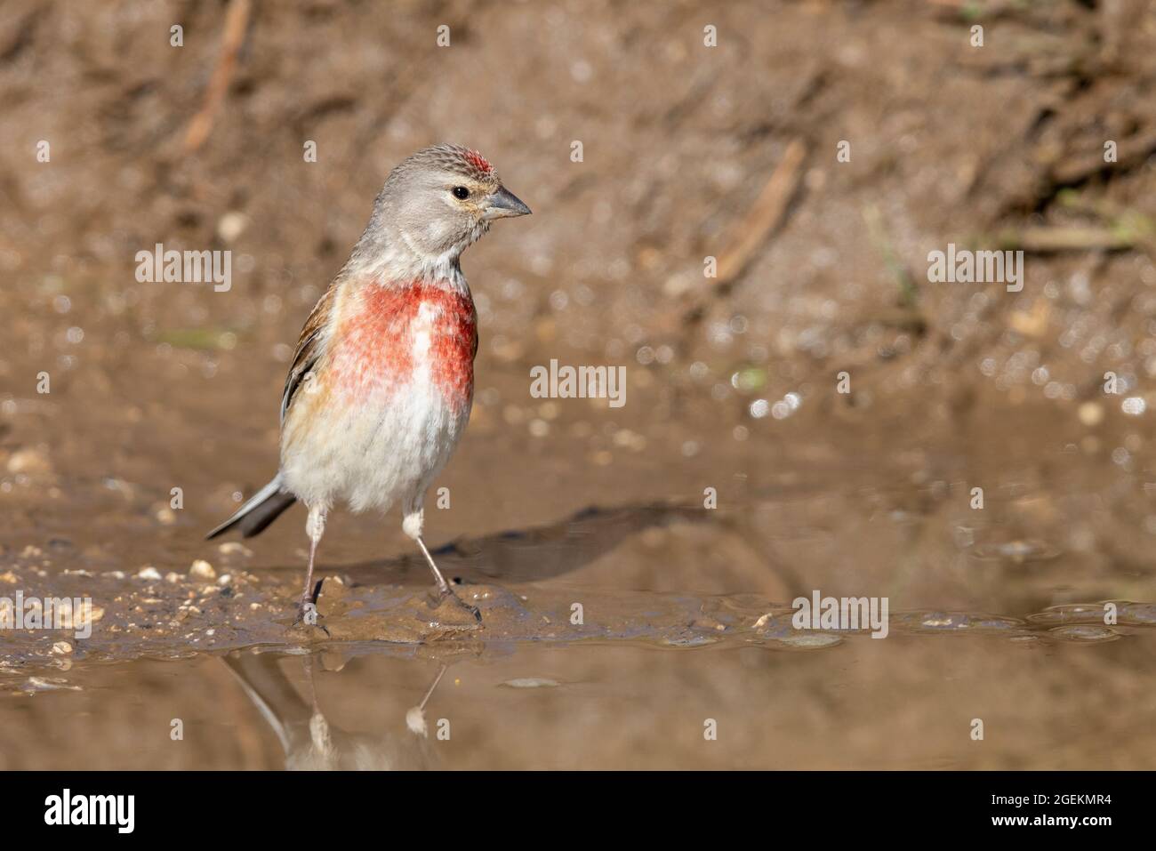 Comune Linnett (Linaria cannabina), maschio adulto in piedi in piscina, Abruzzo, Italia Foto Stock