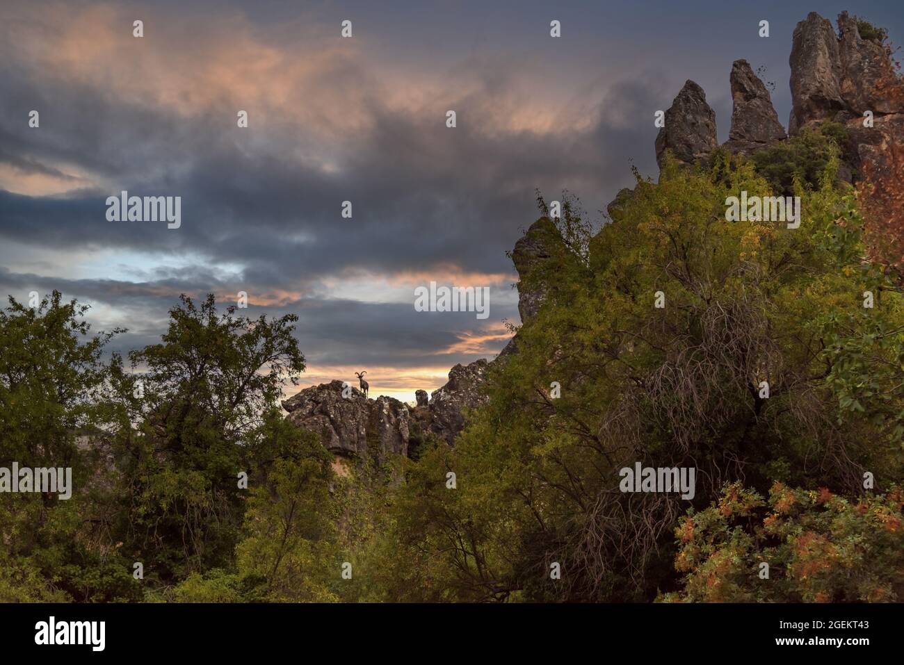 Capra di montagna sulle scogliere dell'anfiteatro del castello di la Iruela nella Sierra de Cazorla. Foto Stock