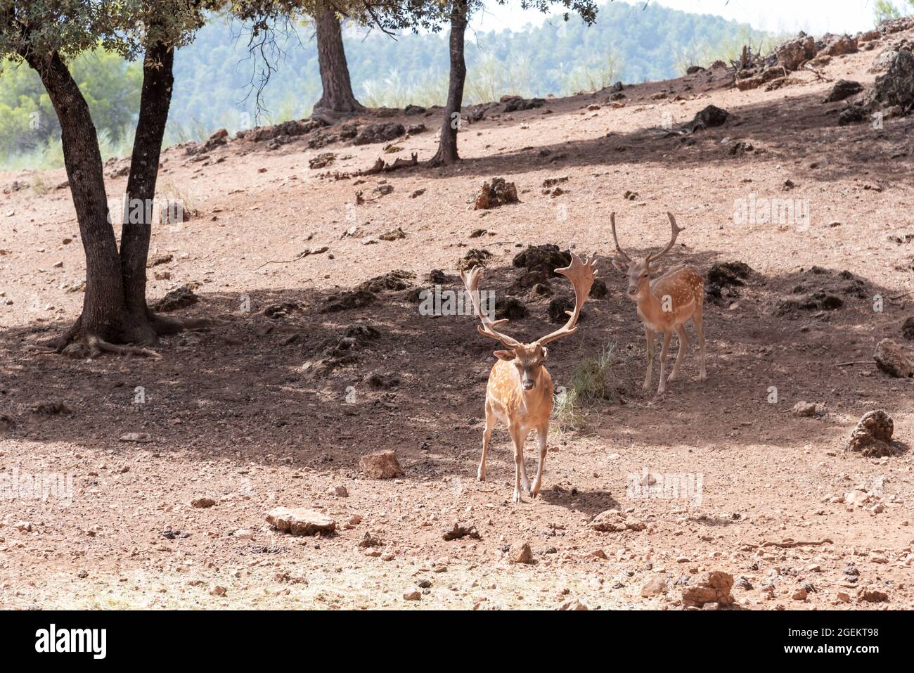 Due cervi maschi provenienti da un centro di allevamento e riproduzione della specie (cattività) Foto Stock