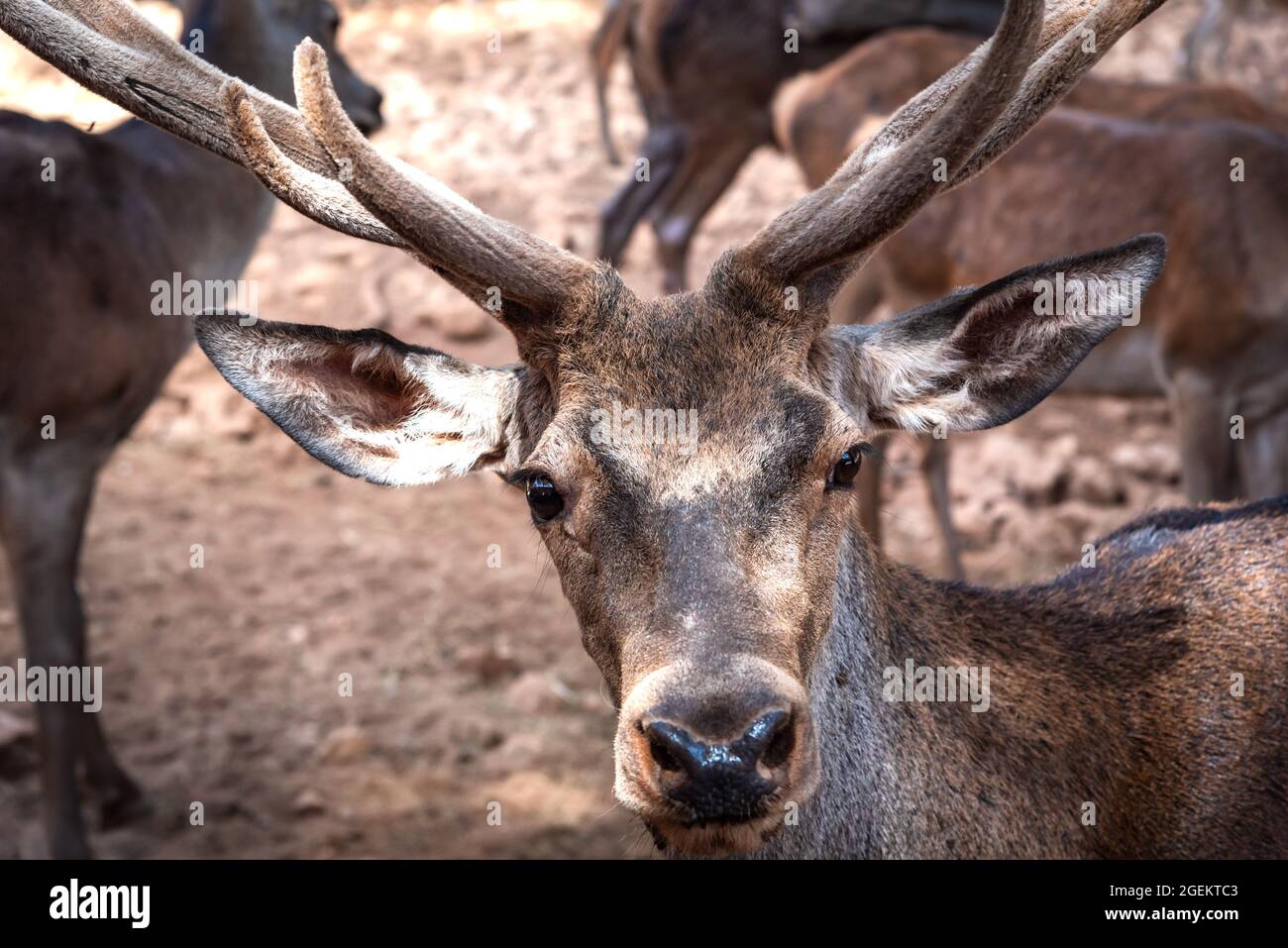 Primo piano di una testa di cervo con corna ricoperte di pelliccia vellutata, indicativo di formiche crescenti. (Cattività) Foto Stock