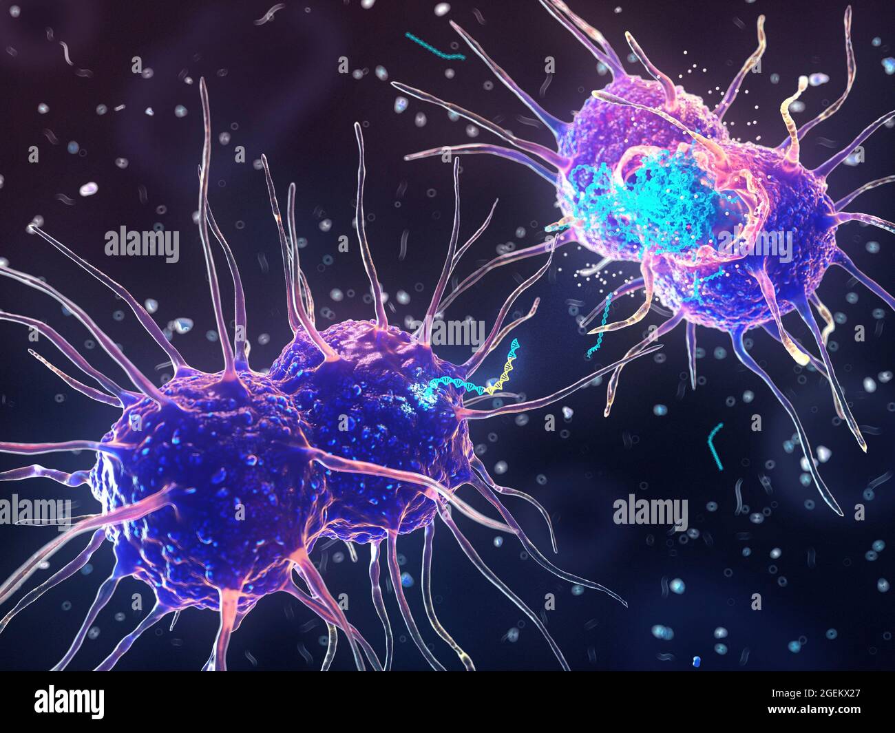 Trasformazione batterica, illustrazione Foto Stock