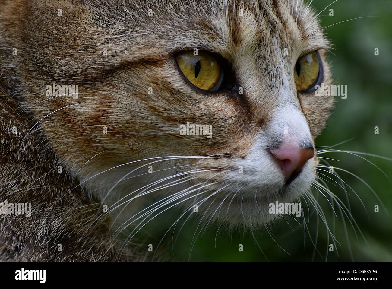 Primo piano di un gatto con bellissimi occhi gialli, pellicce e baffi Foto Stock