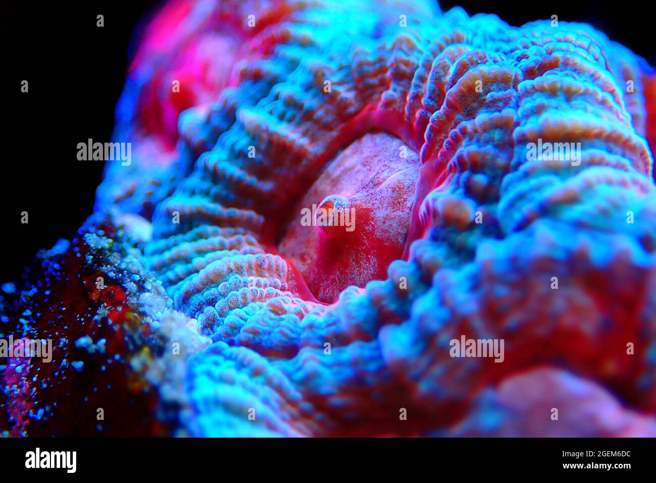 Favites è un genere di coralli di polipo sassone della famiglia Merulinidae Foto Stock