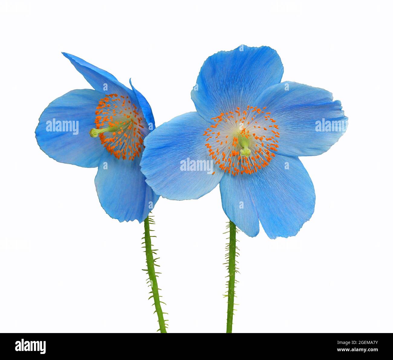 Fiori di papavero blu - isolato su sfondo bianco Foto Stock