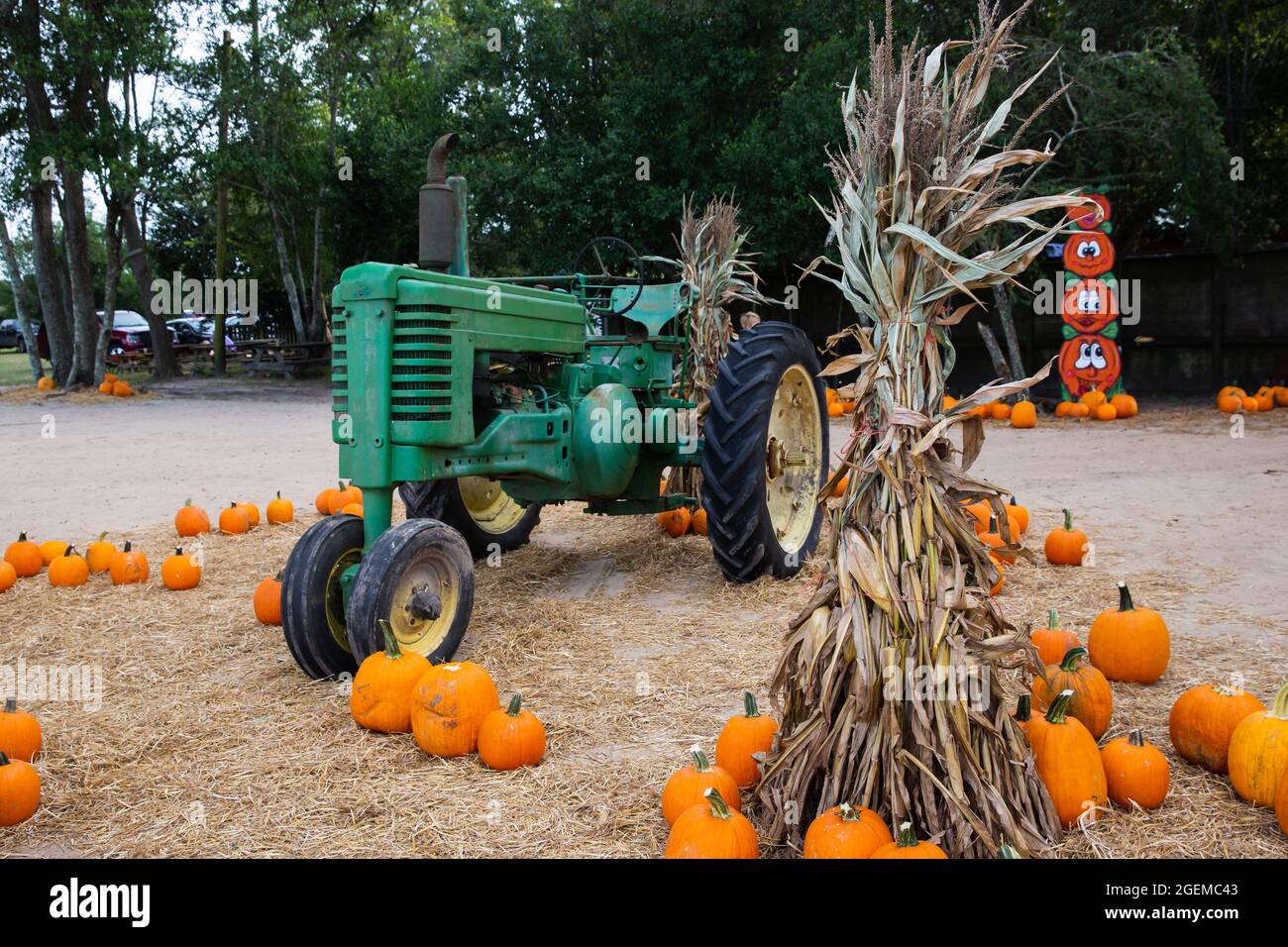 Una teepee di bucce di mais essiccato in un festival autunnale con zucche e un trattore antico dietro di esso Foto Stock