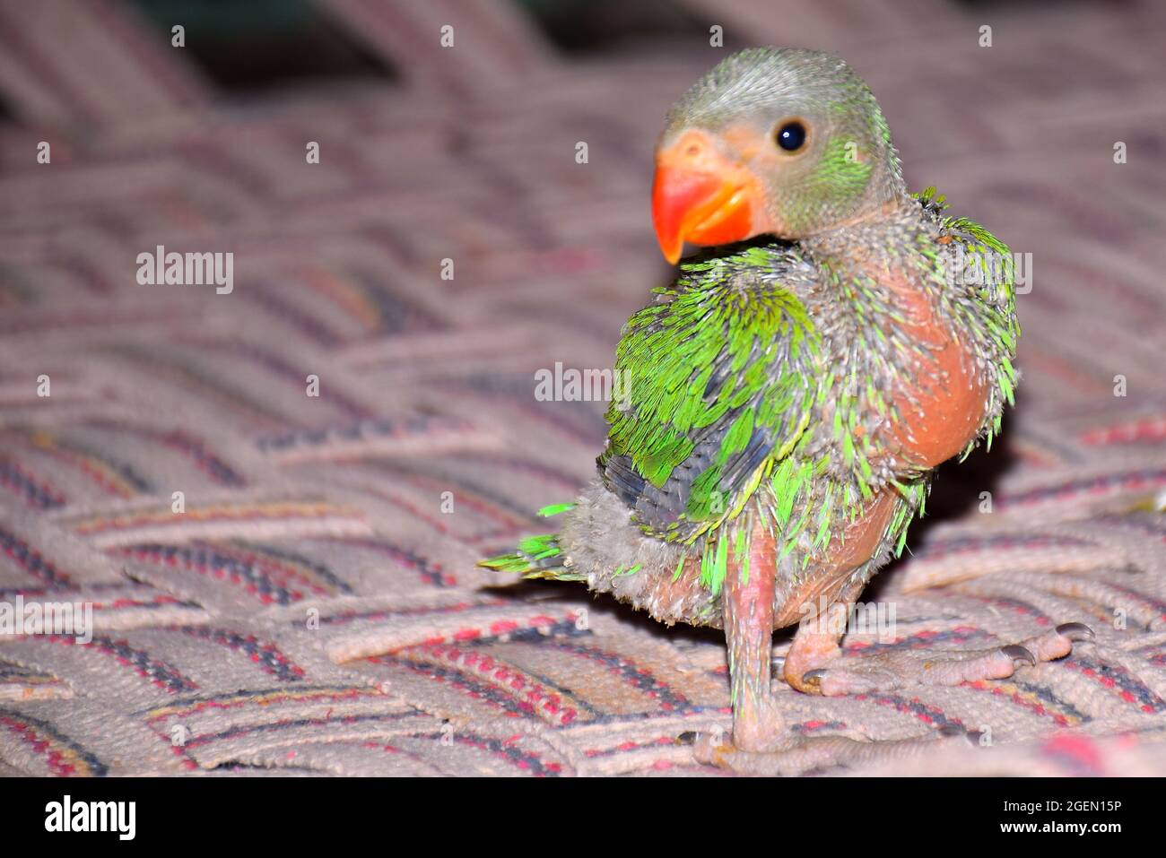 Carino pappagallo indiano con collo ad anello sul letto. Foto Stock