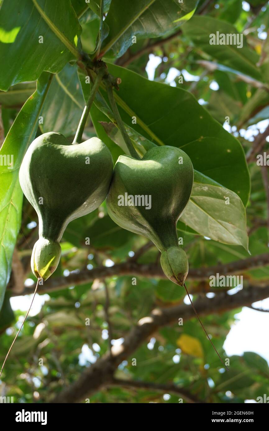 Frutta di Barringtonia asiatica con sfondo naturale. Questa pianta anche  calledBarringtonia asiatica, avvelenamento da pesce, putat, avvelenamento  da mare, Barringt Foto stock - Alamy