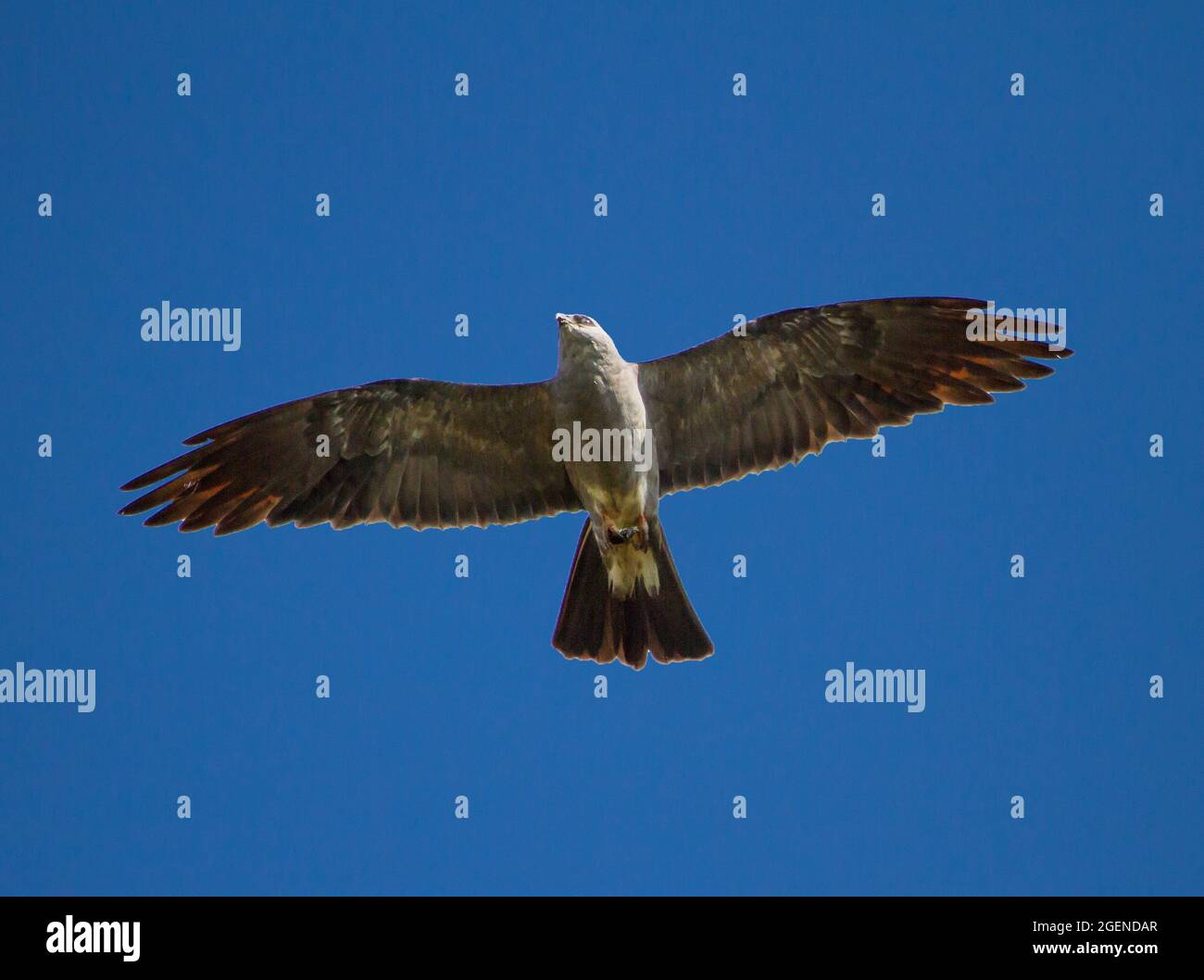 Un rapitore di Mississippi Kite adulto si alza contro un cielo blu profondo. Foto Stock