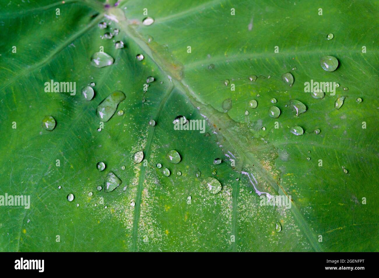 Un primo colpo di goccioline d'acqua sulle foglie di Colocasia. A causa delle sue proprietà di resistenza all'acqua, l'acqua non bagna le foglie e rimane sulla superficie Foto Stock