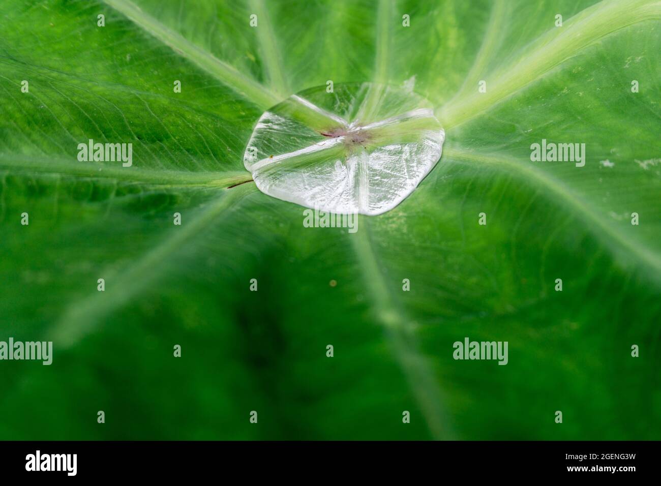 Un primo colpo di goccioline d'acqua sulle foglie di Colocasia. A causa delle sue proprietà di resistenza all'acqua, l'acqua non bagna le foglie e rimane sulla superficie Foto Stock