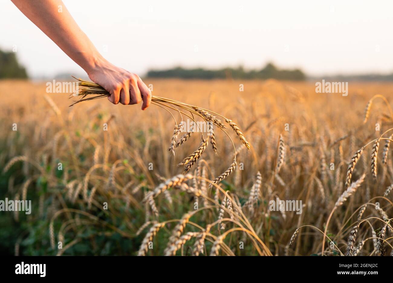 Mano donna con mazzo di spikelets di grano dorato maturo in belle luci al tramonto. Messa a fuoco selettiva. Profondità di campo poco profonda. Foto Stock