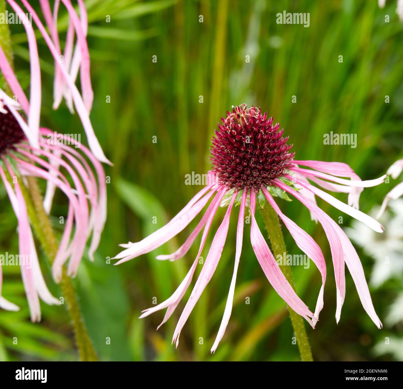 Ecinacea pallida di colore rosa pallido nel giardino estivo del Regno Unito luglio Foto Stock