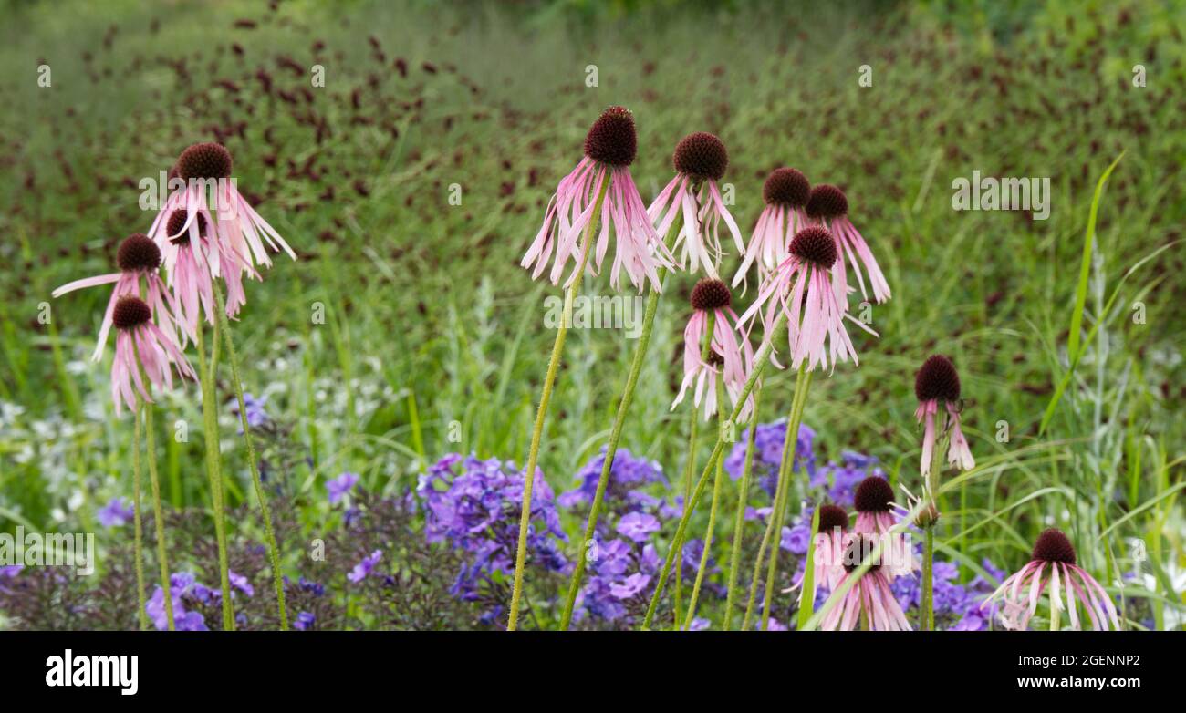 Ecinacea pallida di colore rosa pallido nel giardino estivo del Regno Unito luglio Foto Stock