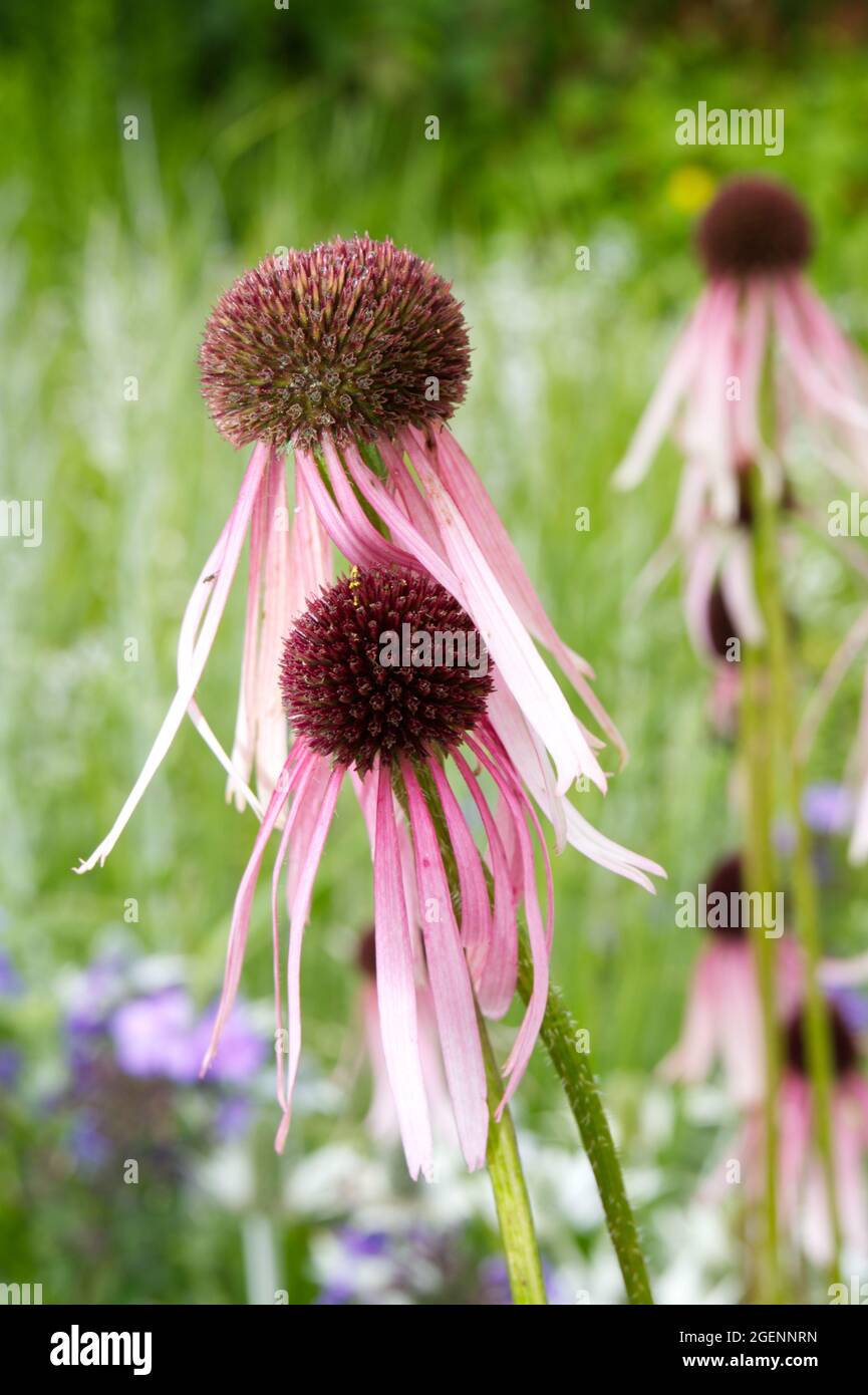 Ecinacea pallida di colore rosa pallido nel giardino estivo del Regno Unito luglio Foto Stock