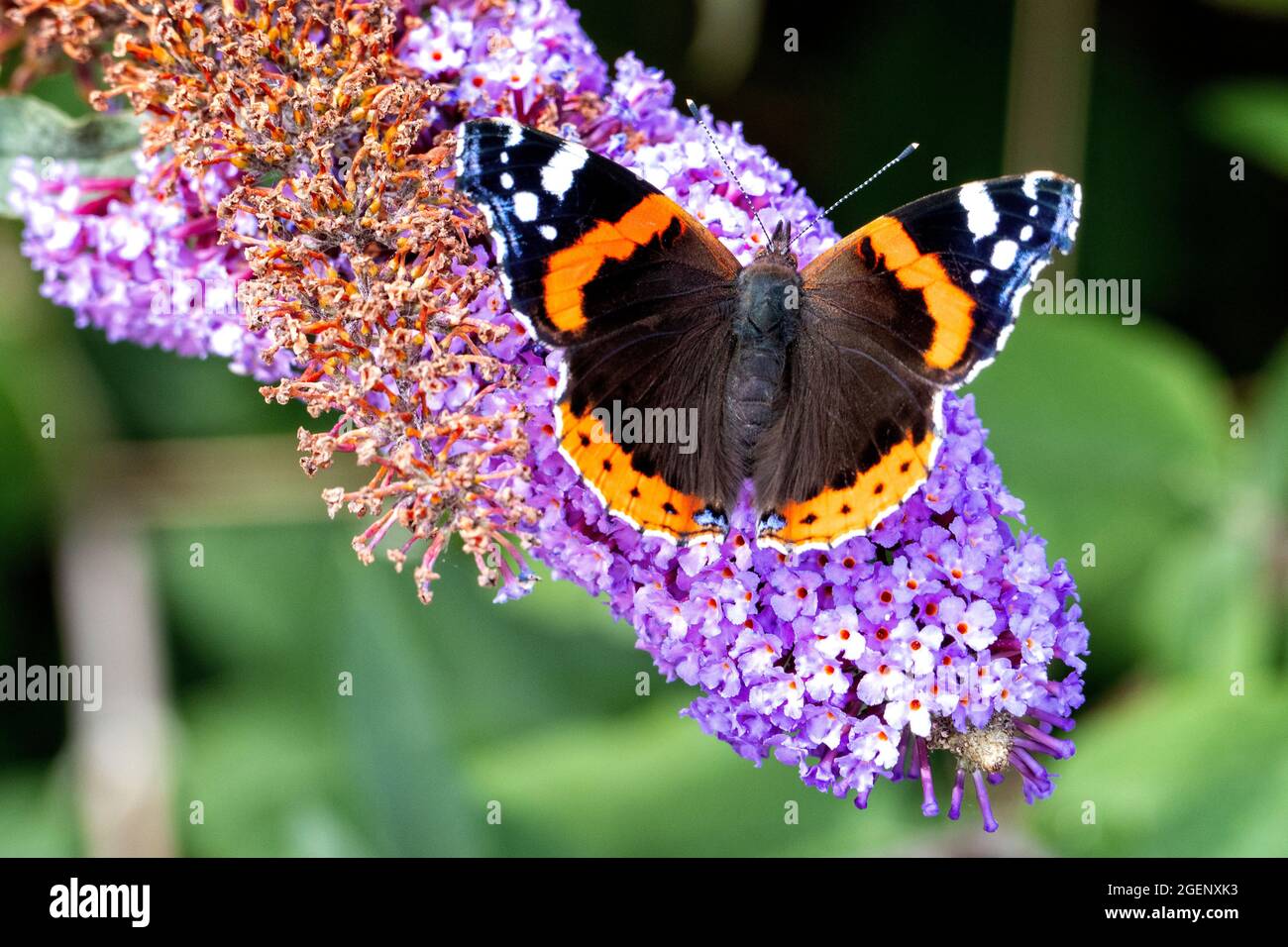 Red Admiral Butterfly raccolta nettare su un selvaggio cespuglio buddleia nel Kent UK Foto Stock