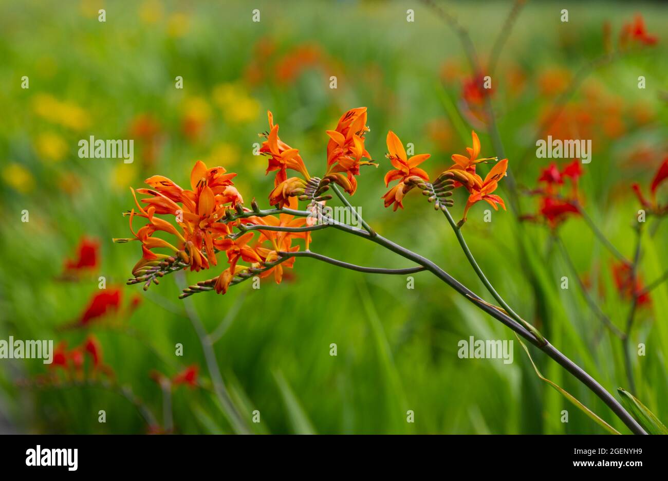 Arancione crocosmia fiore zelo Giant in un giardino estivo UK luglio Foto Stock