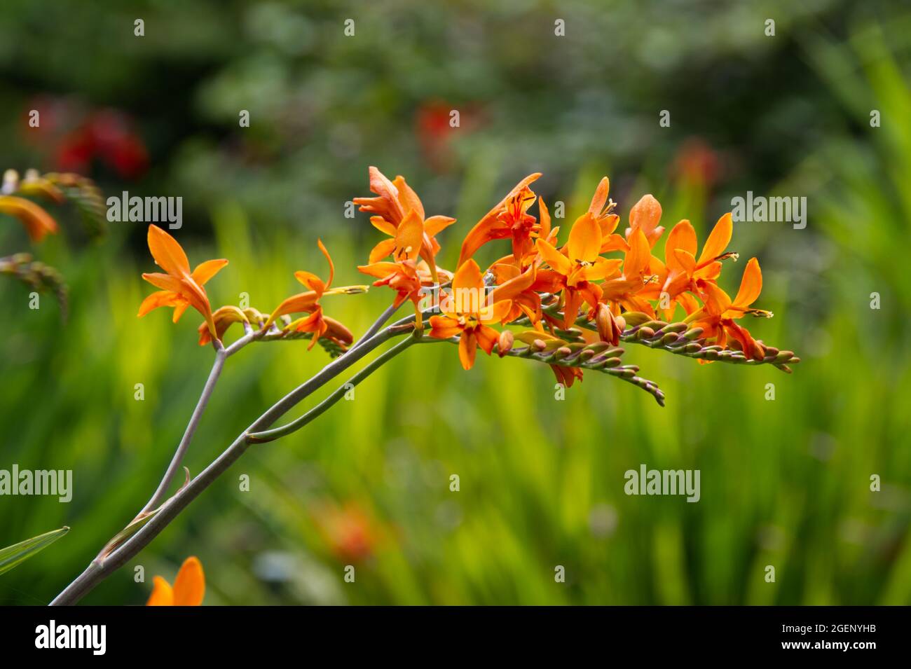 Arancione crocosmia fiore zelo Giant in un giardino estivo UK luglio Foto Stock