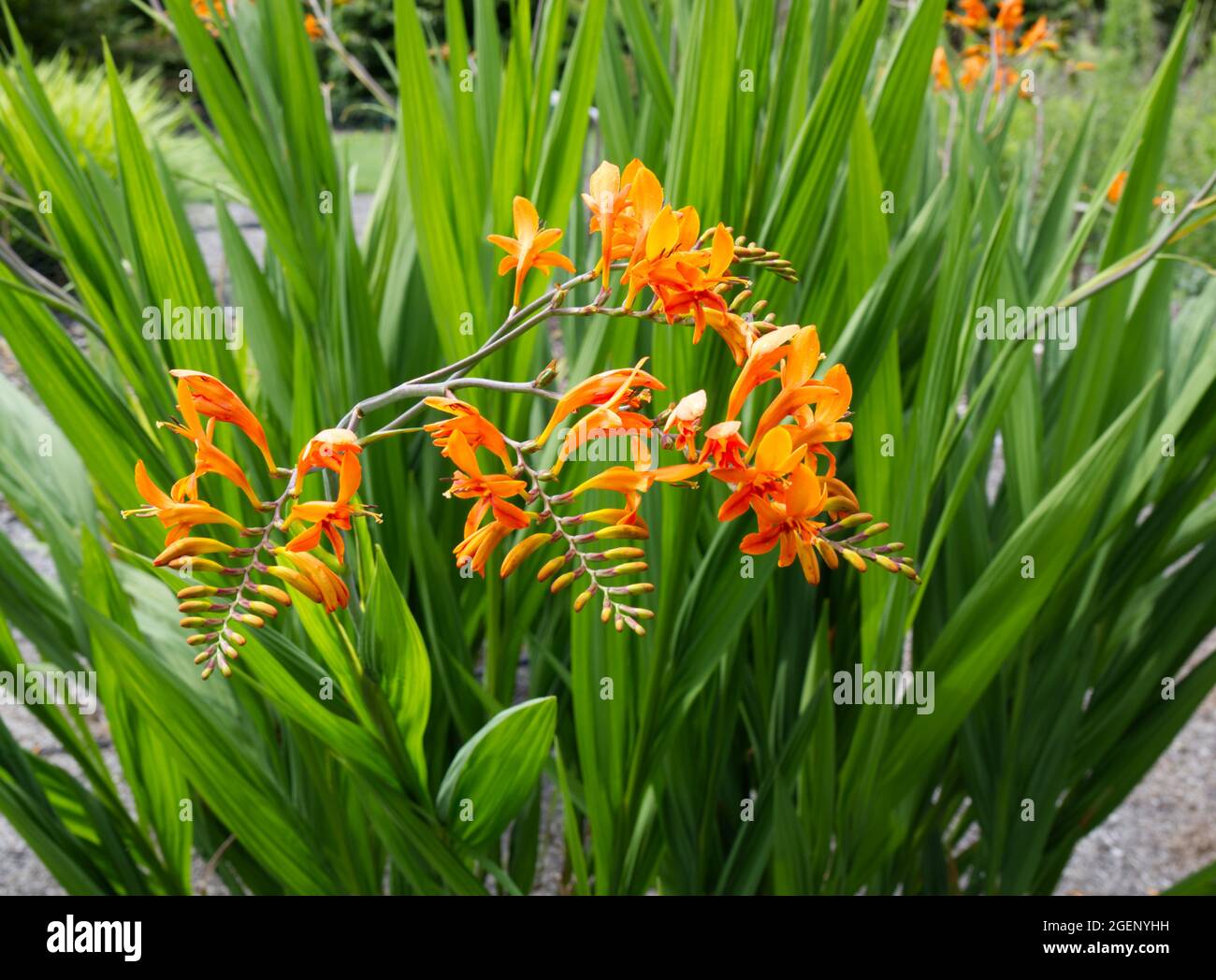 Arancione crocosmia fiore zelo Giant in un giardino estivo UK luglio Foto Stock