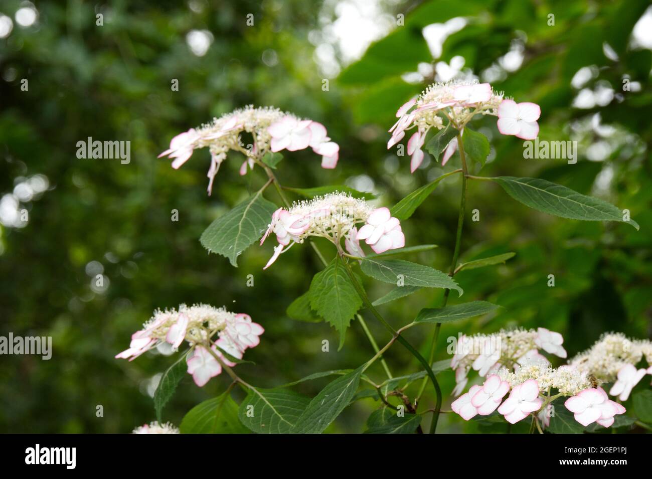 Fiori bianchi con i bordi rosa dell'arbusto fiorito estivo Hydrangea serrata Shirofugi UK luglio Foto Stock