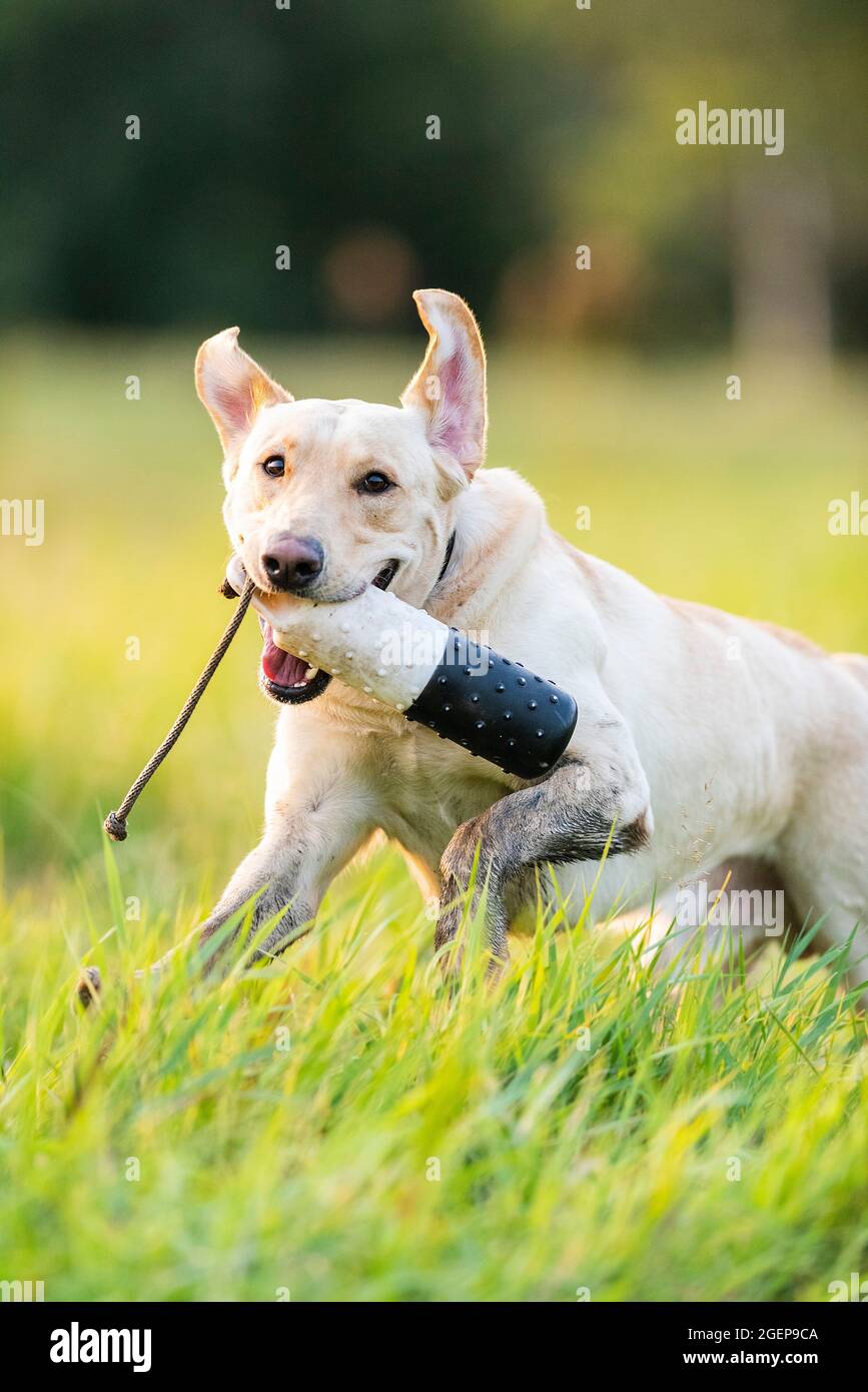 Addestramento dei ritiri del Labrador Foto Stock