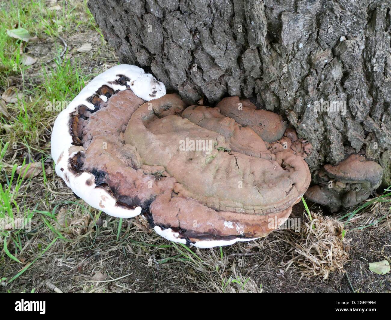 Questo fungo si chiama Artists conk, Ganoderma applanatum, Artists staffa o Bear Bread. Sta crescendo su un grande albero vicino alla terra Foto Stock