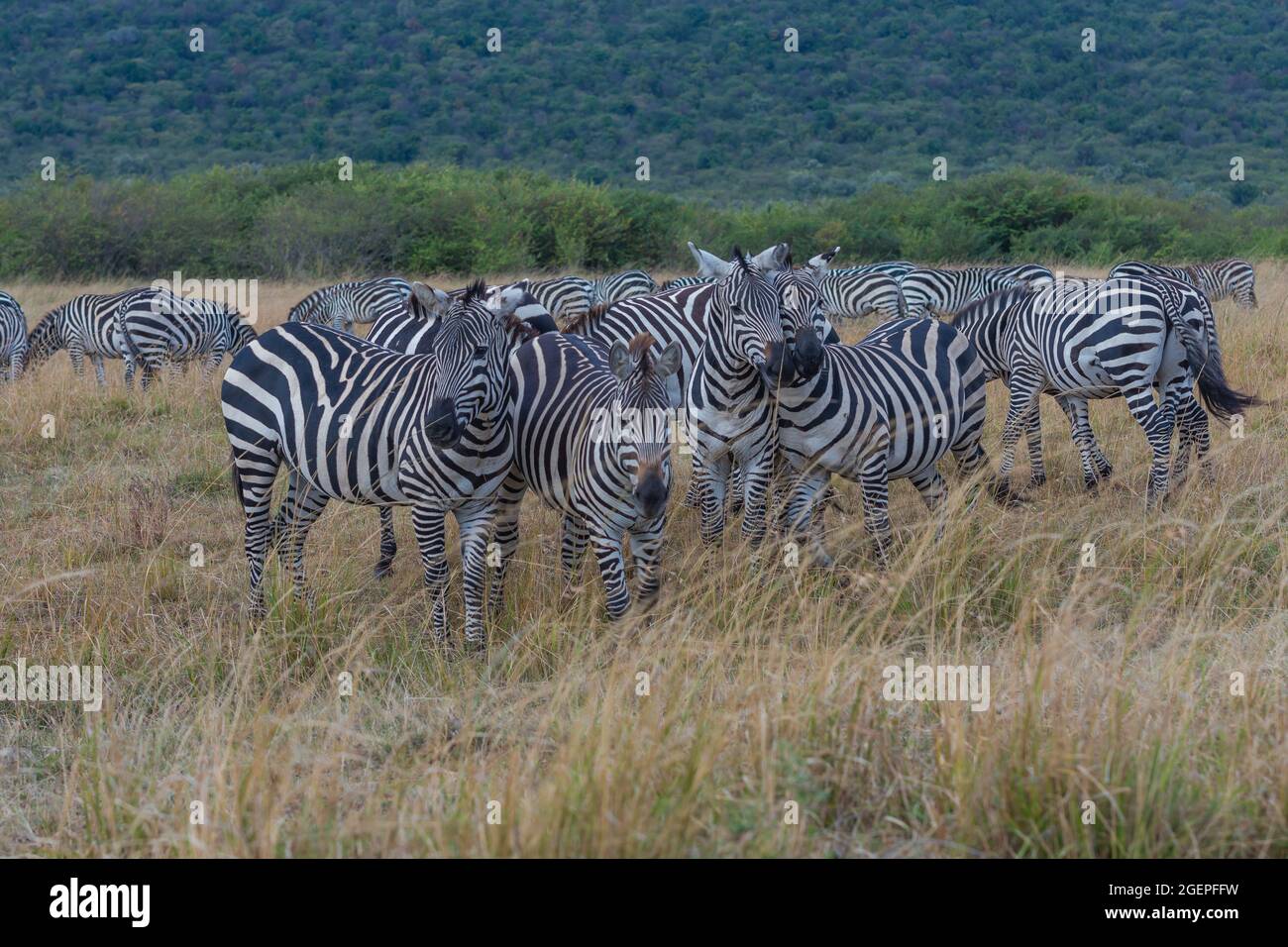 Zebre nel selvaggio Foto Stock