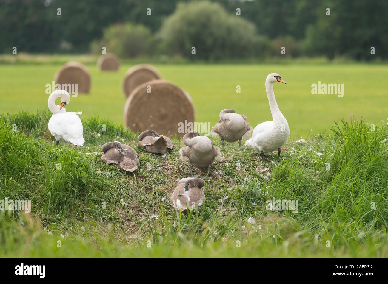Una famiglia di cigni muti con cinque giovani Foto Stock