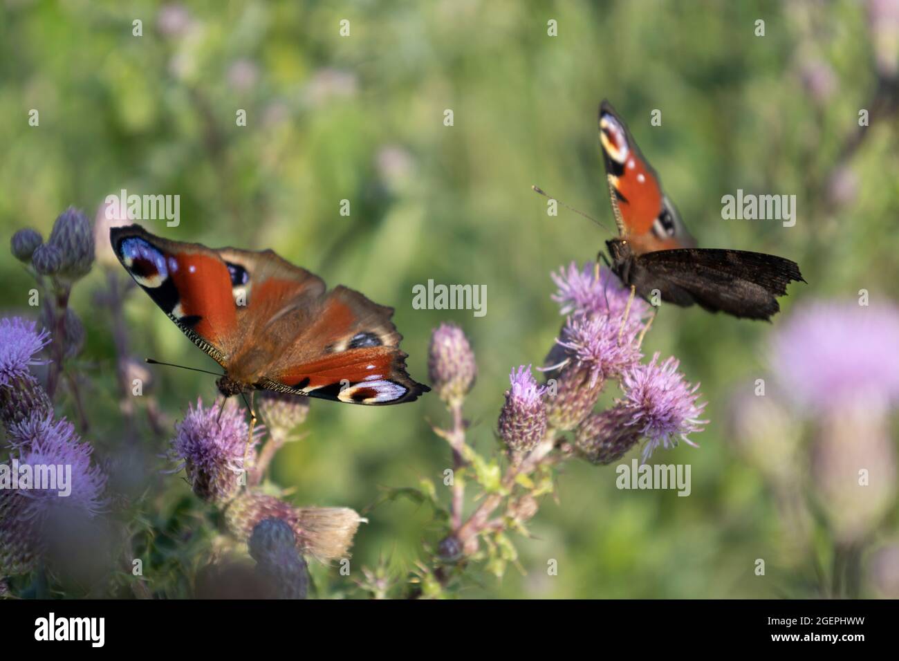 Farfalla di pavone (Aglais io) su cardo (Cirsium arvense) Foto Stock
