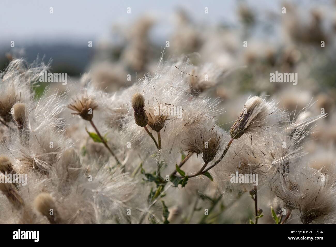 Soffice, fiorente cardo di campo Foto Stock