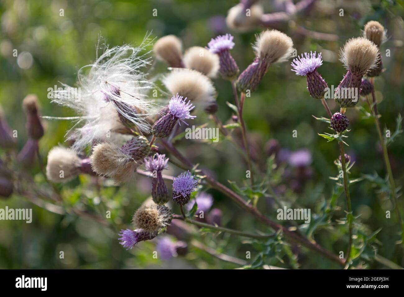 Soffice, fiorente cardo di campo Foto Stock