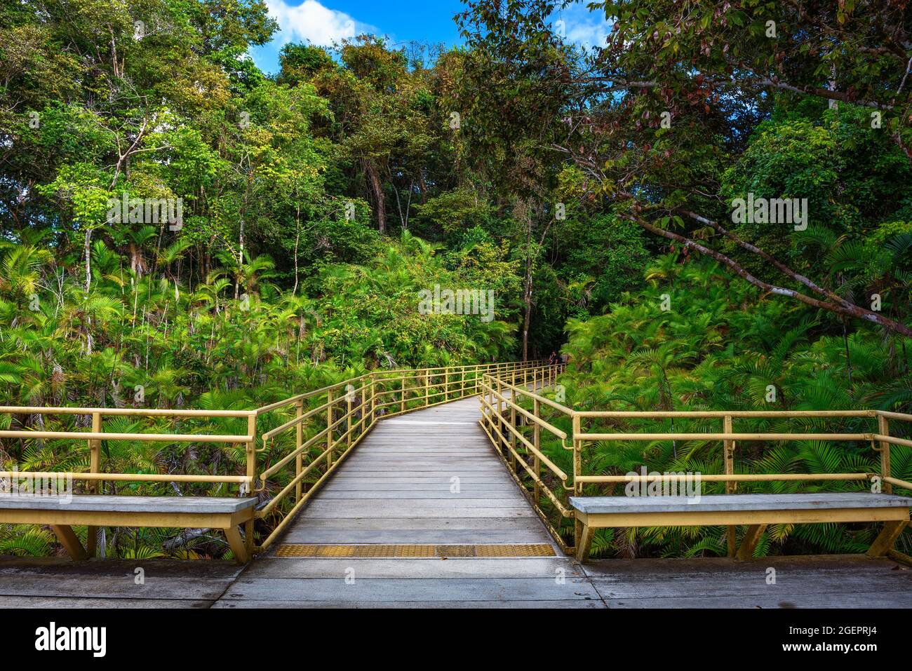 Passerella in legno nella foresta pluviale del Parco Nazionale Manuel Antonio, Costa Rica Foto Stock