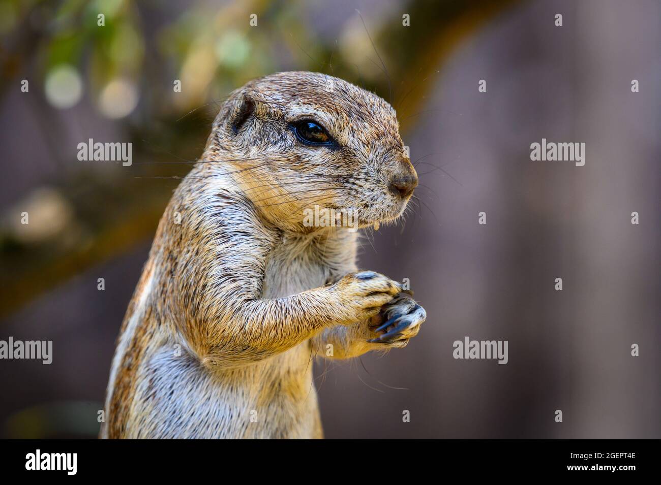 Ritratto di uno scoiattolo di terra del Capo o scoiattolo di terra del Sud Africa Foto Stock