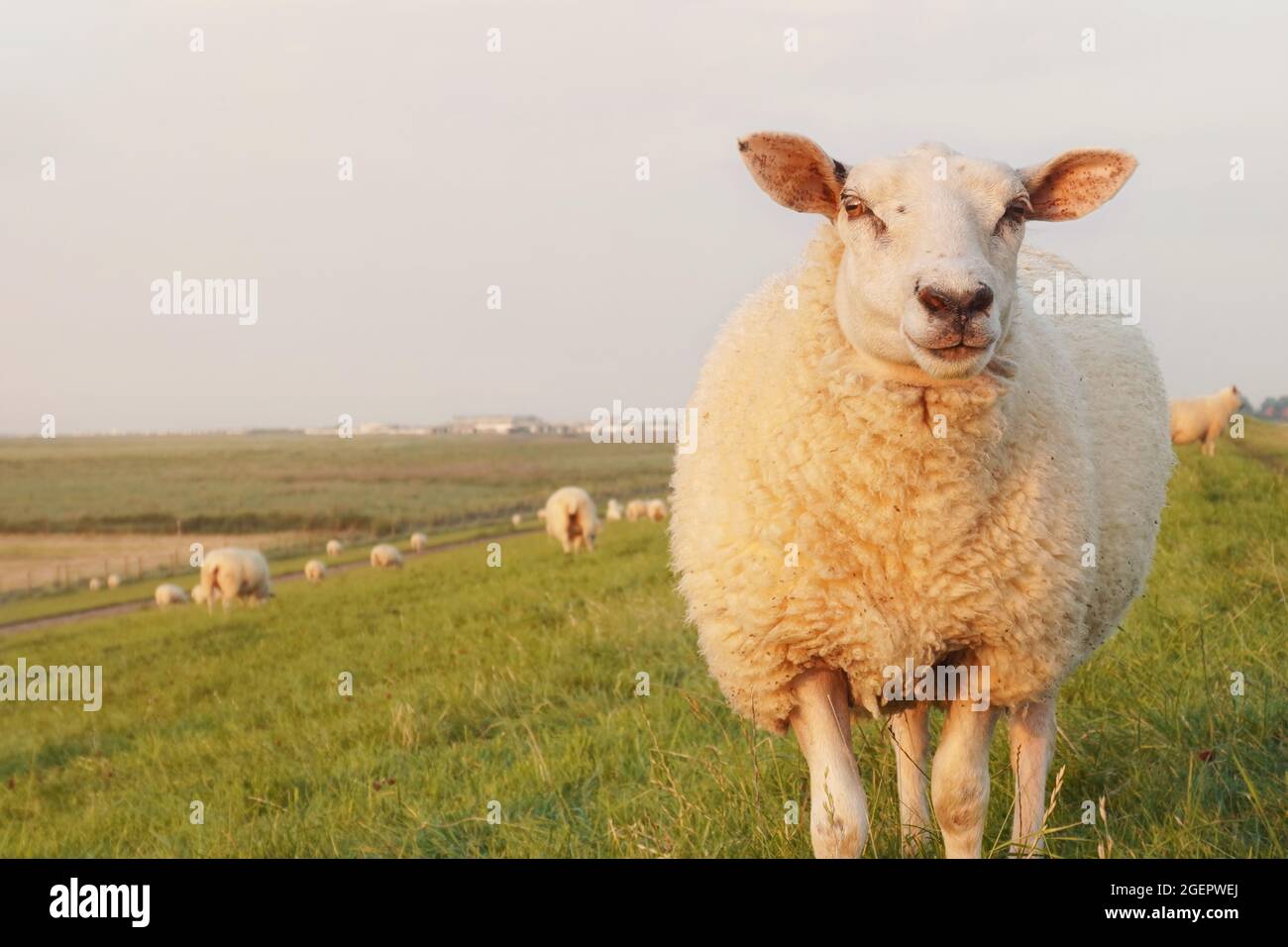 Pecora sulla diga. Costa del Mare del Nord in bassa Sassonia, Germania. Bestiame al tramonto in estate, spazio copia. Foto Stock