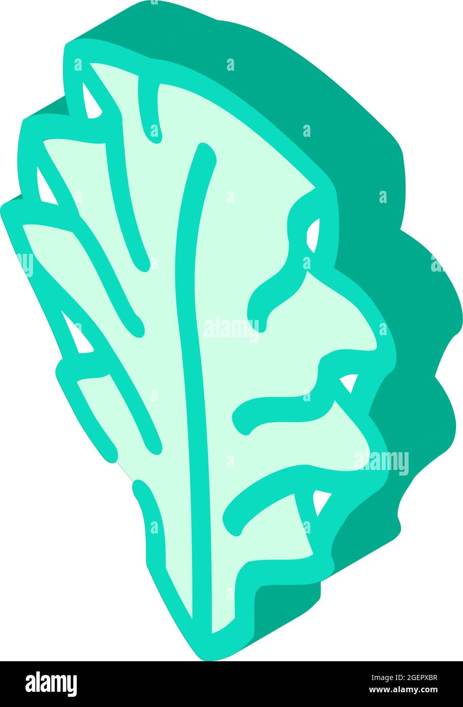 immagine vettoriale di icone isometriche delle alghe di ulva lattuga Illustrazione Vettoriale