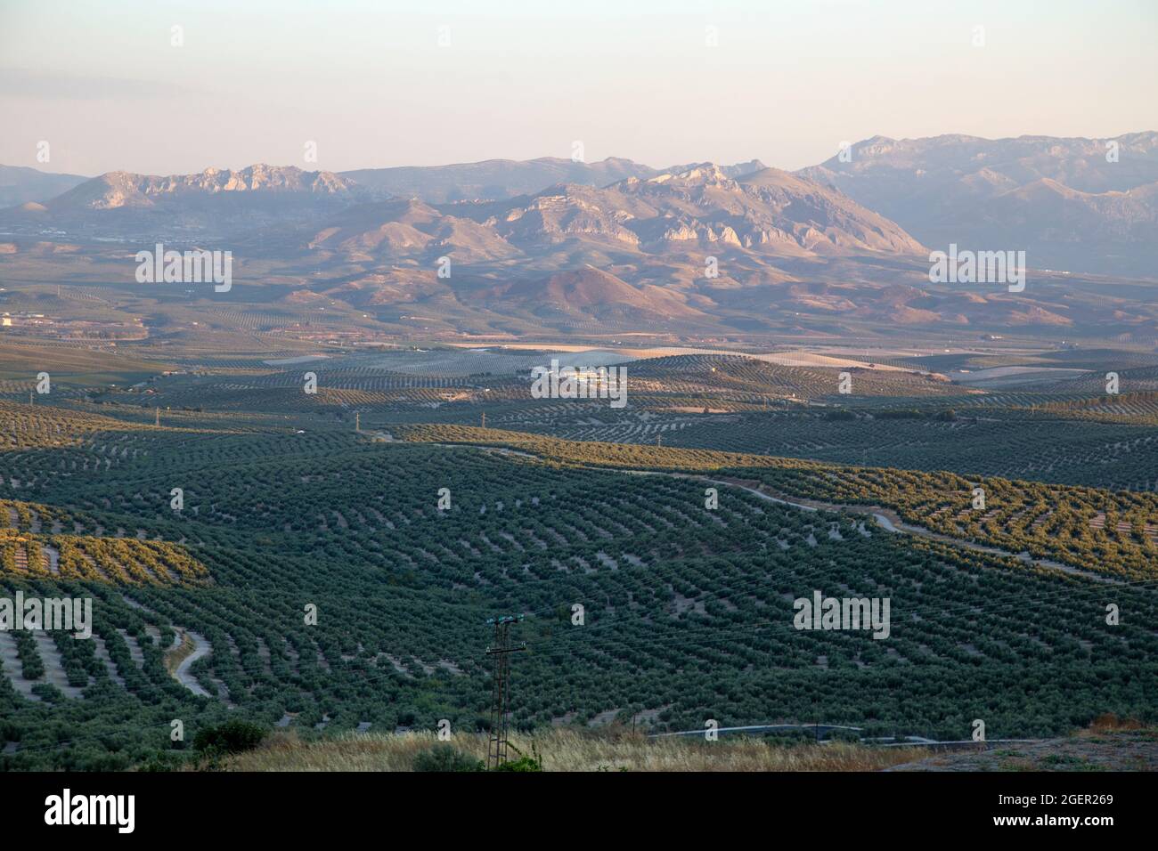 Olivi in un campo, Ubeda, provincia di Jaen, Andalusia, Spagna Foto Stock