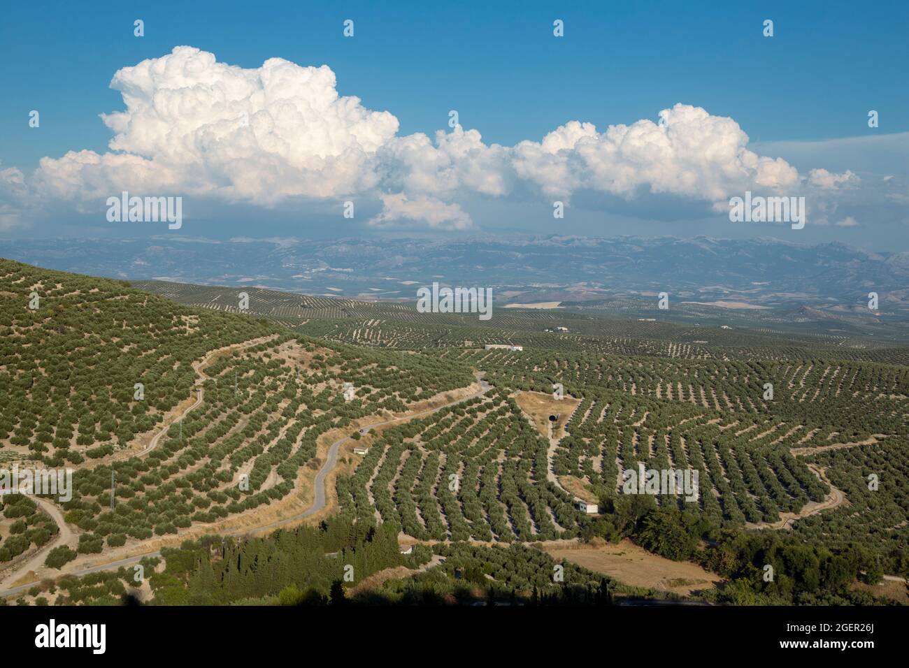 Olivi in un campo, Ubeda, provincia di Jaen, Andalusia, Spagna Foto Stock