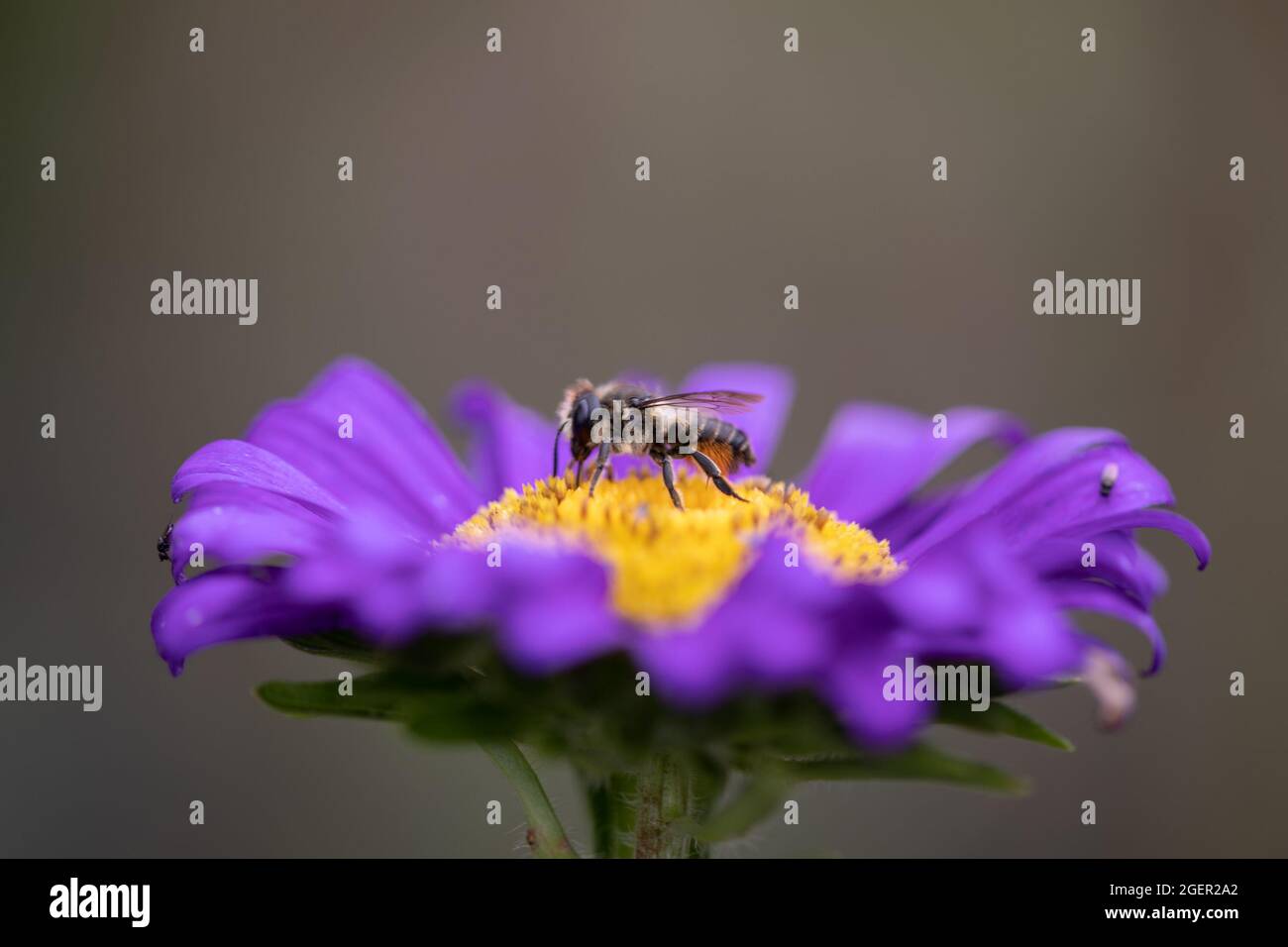 Ape da taglio a foglia (Megachile centuncularis) su Aster con spazzola di polline sull'addome Foto Stock