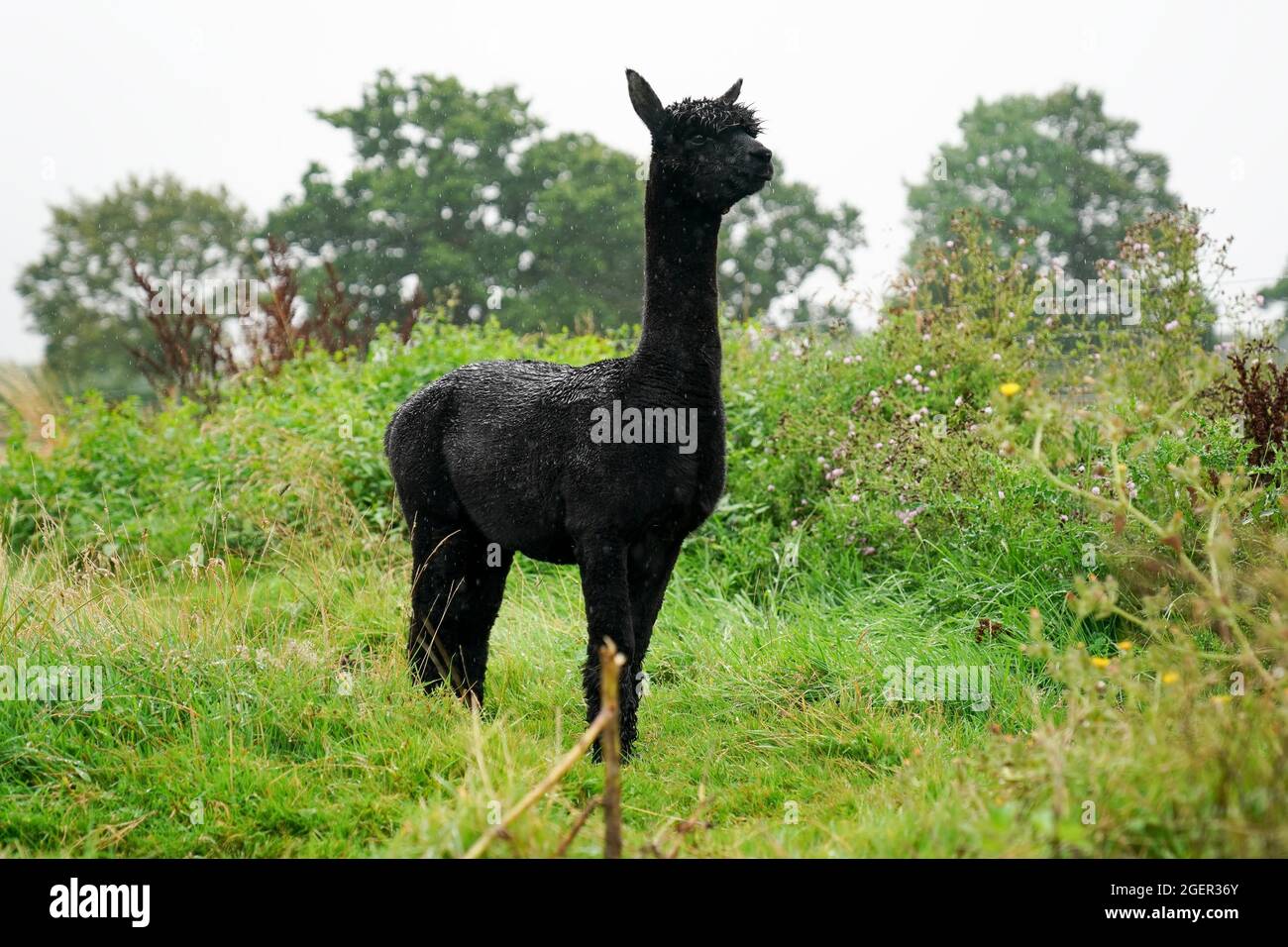 Geronimo l'alpaca a Shepherds Close Farm a Wooton Under Edge, Gloucestershire. L'alpaca sarà abbattuta dopo che il suo proprietario Helen Macdonald ha perso un ultimo-fosso High Court di salvare lui. Data foto: Sabato 21 agosto 2021. Foto Stock