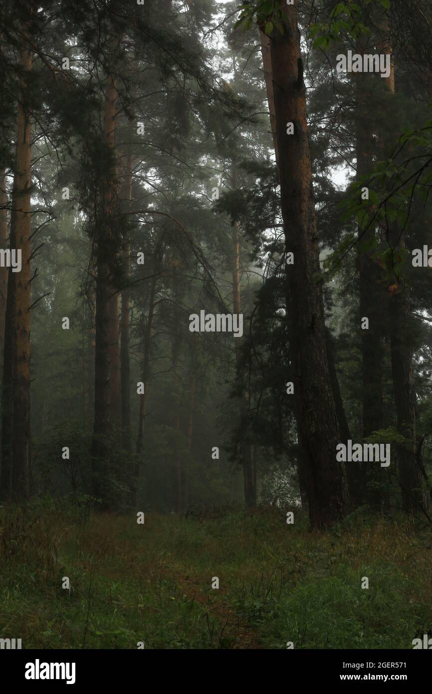 Mattina nebbia in una pineta. Percorso forestale tra pini in una foresta mistica nebbia. Paesaggio estivo tronchi di pino attraverso la nebbia. All'aperto. Foto Stock