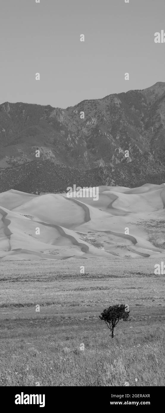 Colorado, San Luis Valley, Great Sand Dunes National Park. Campi di girasoli selvatici di fronte a grandi dune di sabbia che vanno fino a 750 piedi di altezza con il Foto Stock