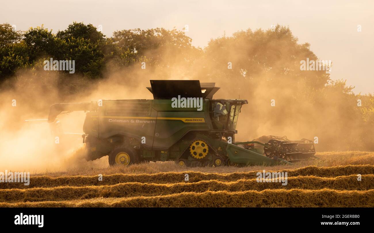 Mietitrebbia, mietitura di Barley e agitazione di grandi nuvole di polvere di raccolto in prima serata. REGNO UNITO. Agosto 2021. Foto Stock