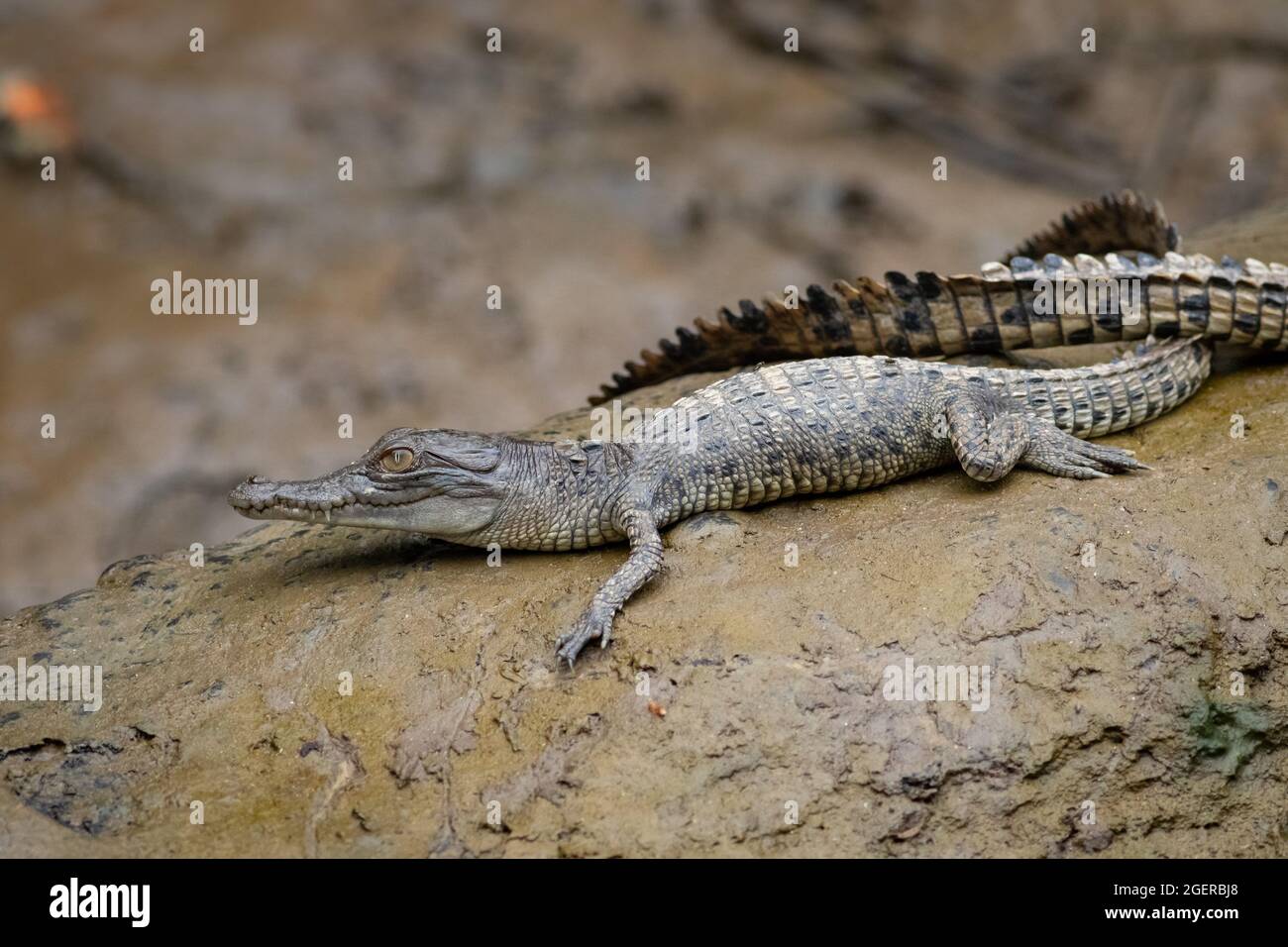 Coccodrillo d'acqua salata (coccodrillo poroso) su un tronco accanto al fiume. Daintree, Queensland, Australia. Foto Stock